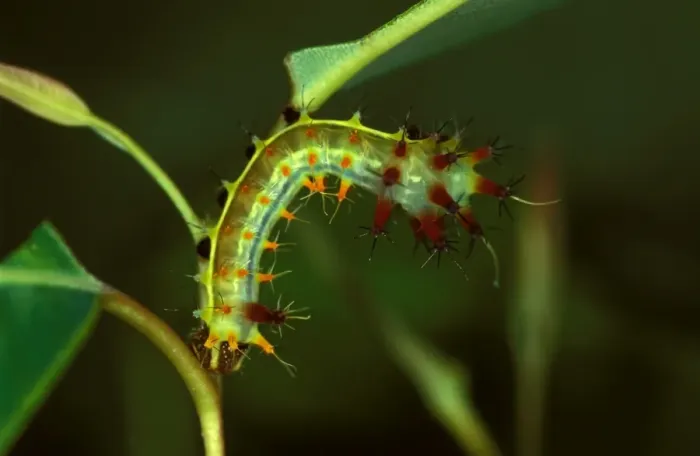 Framed Print : Emperor gum moth - larva, hanging upside down to maximise camouflage