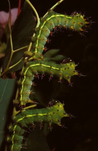 Emperor gum moth - young larvae