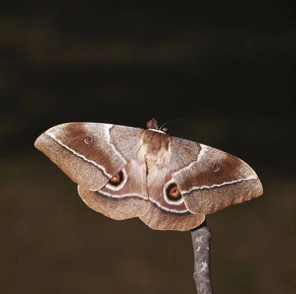 Emperor Mopane Moth ASW 407 Gonimbrasia belina © Alan Weaving  /  ARDEA LONDON