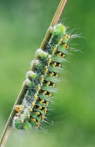 Emperor Moth  /  Caterpillar