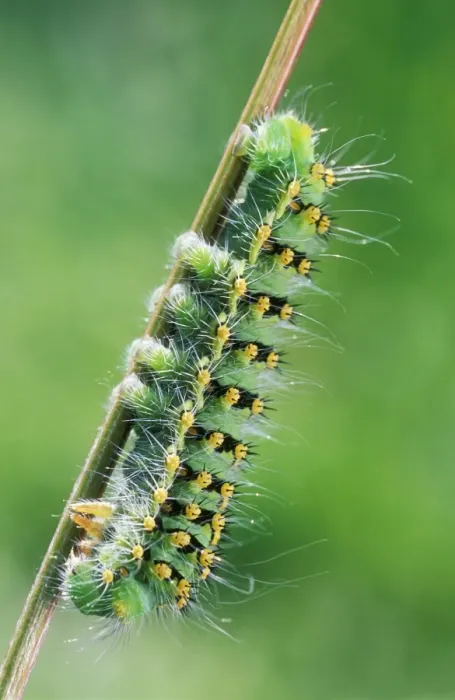 Framed Print : Emperor Moth / Caterpillar Framed Print : Emperor Moth / Caterpillar
