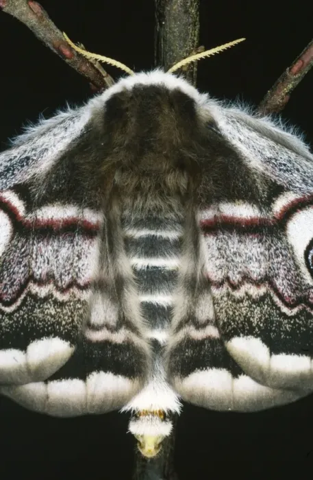 Framed Print : Emperor Moth - Female, calling. Releasing pheromons Framed Print : Emperor Moth - Female, calling. Releasing pheromons
