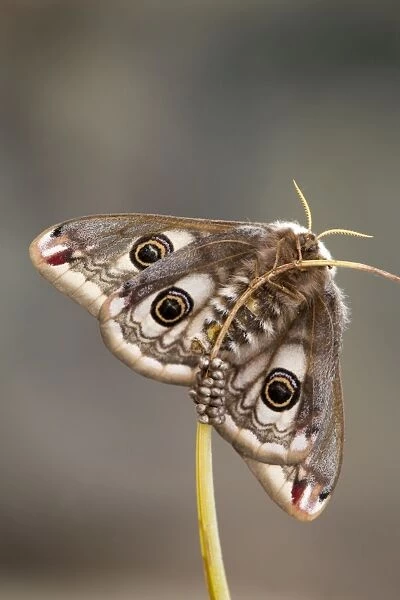Emperor Moth - female with eggs - UK
