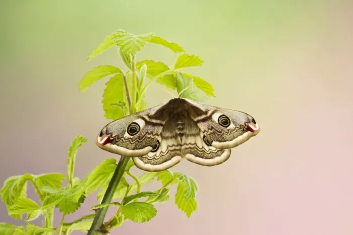 Framed Print : Emperor Moth - female on foodplant - Bedfordshire UK 12372 Framed Print : Emperor Moth - female on foodplant - Bedfordshire UK 12372
