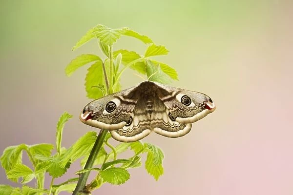 Emperor Moth - female on foodplant - Bedfordshire UK 12372