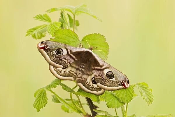 Emperor Moth - female on foodplant - Bedfordshire UK 12367