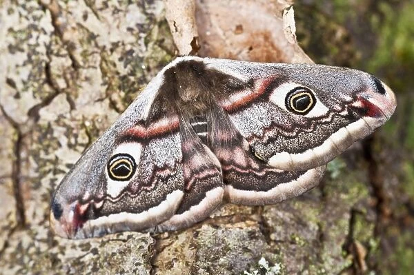 Emperor Moth - female resting on tree trunk - North Lincolnshire - England