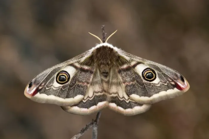 Framed Print : Emperor Moth - female - UK Framed Print : Emperor Moth - female - UK