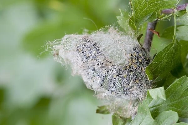 Emperor Moth - larva on hawthorn - spinning a cocoon - UK