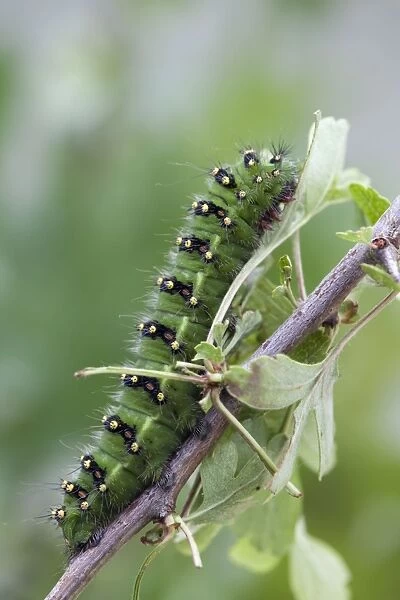 Emperor Moth - larva on hawthorn - UK