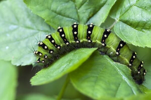 Emperor moth larva - Lincolnshire - England