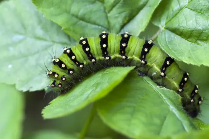 Framed Print : Emperor moth larva - Lincolnshire - England Framed Print : Emperor moth larva - Lincolnshire - England