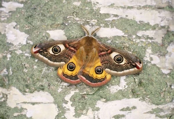 Emperor Moth - Male