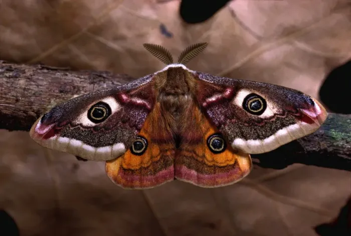 Framed Print : Emperor Moth. - male. Europe Framed Print : Emperor Moth. - male. Europe