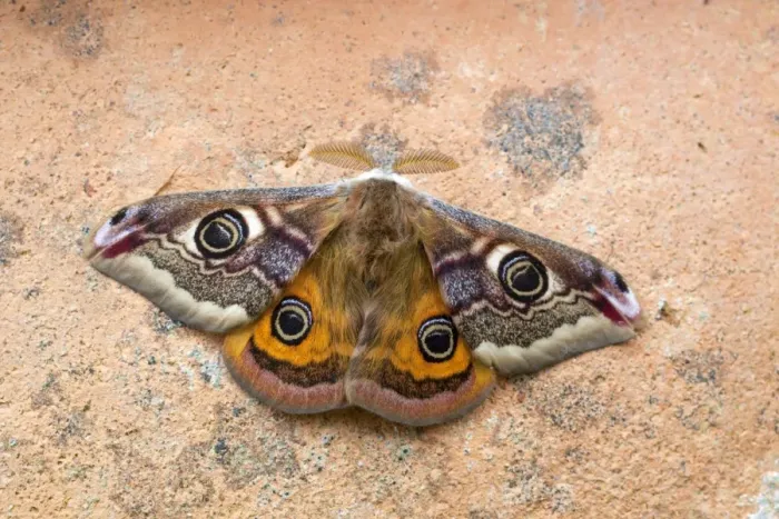 Framed Print : Emperor Moth - male - UK Framed Print : Emperor Moth - male - UK