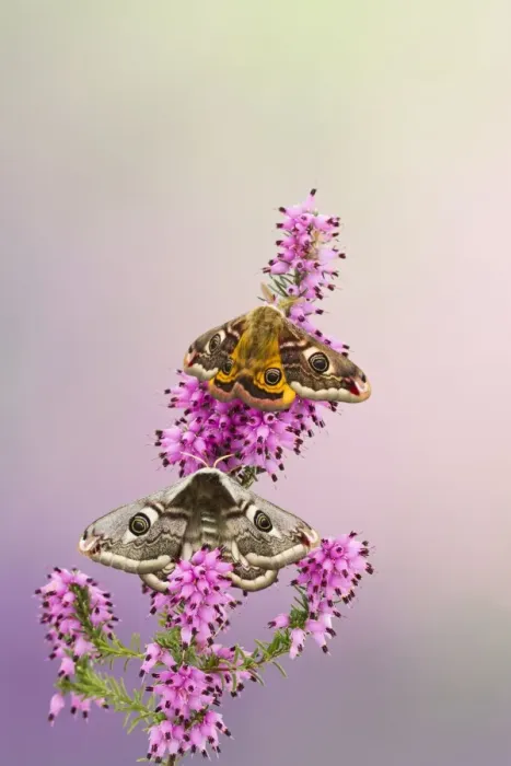 Framed Print : Emperor Moth - pair on foodplant - Bedfordshire UK 12374 Framed Print : Emperor Moth - pair on foodplant - Bedfordshire UK 12374