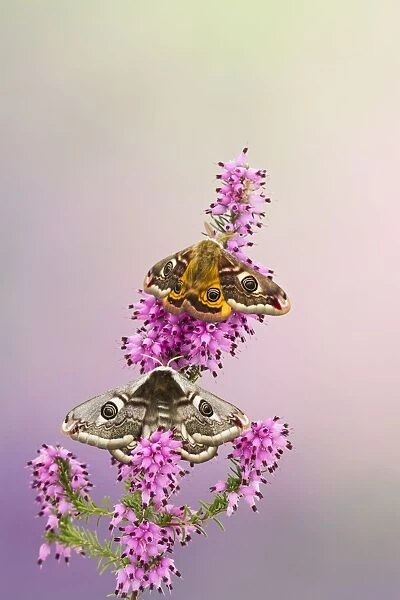 Emperor Moth - pair on foodplant - Bedfordshire UK 12374