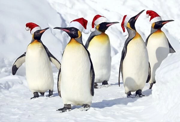 Emperor Penguin wearing party hats Digital Manipulation (Aptenodytes forsteri)