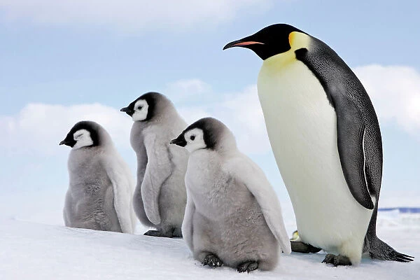 Emperor Penguin - Adult with 3 young. Snow hill island Antarctica Aptenodytes forsteri