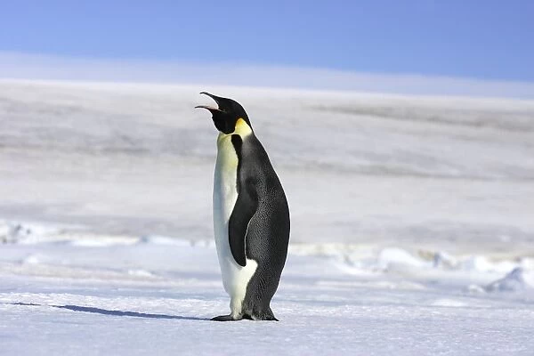 Emperor Penguin - adult calling. Snow hill island - Antarctica