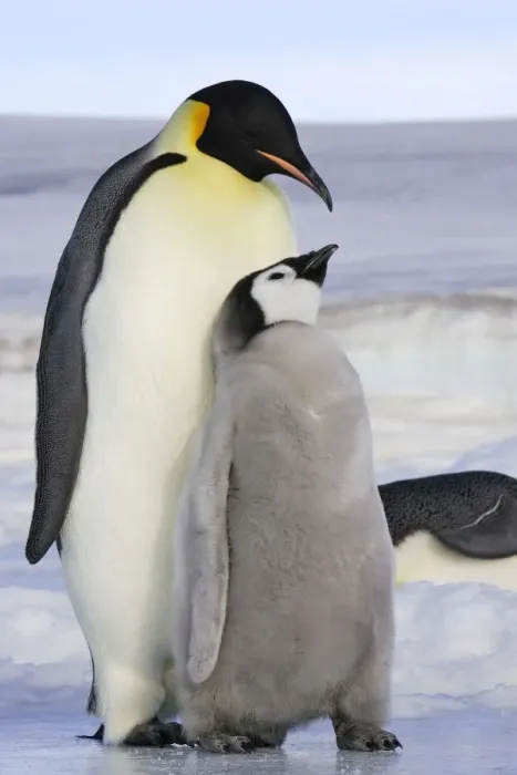 Framed Print : Emperor Penguin - adult & chick. Snow hill island - Antarctica Framed Print : Emperor Penguin - adult & chick. Snow hill island - Antarctica