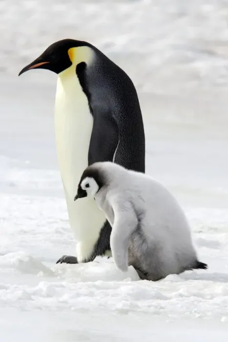 Framed Print : Emperor Penguin - adult & chick. Snow hill island - Antarctica Framed Print : Emperor Penguin - adult & chick. Snow hill island - Antarctica