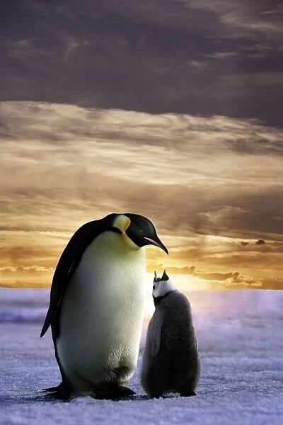 Emperor Penguin - adult with chick begging. Snow hill island, Antarctica. DIGITALLY MANIPULATED