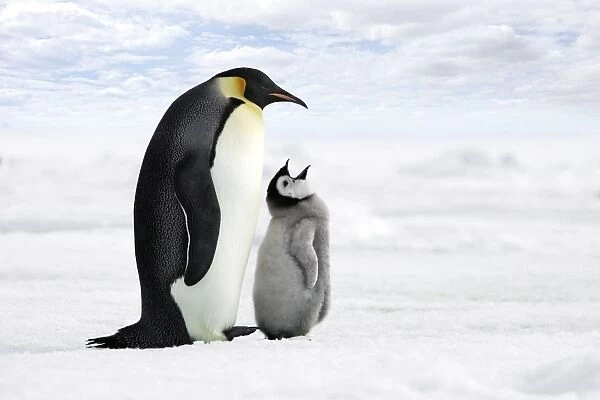 Emperor Penguin - adult with chick begging. Snow hill island - Antarctica
