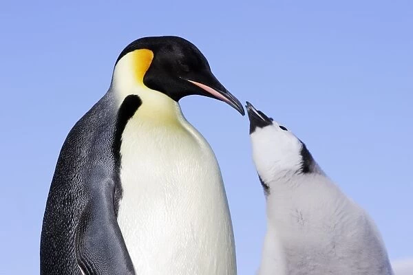Emperor Penguin - adult and chick begging. Snow hill island - Antarctica