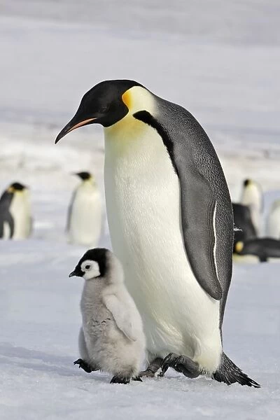 Emperor Penguin - adult with chick. Snow hill island - Antarctica