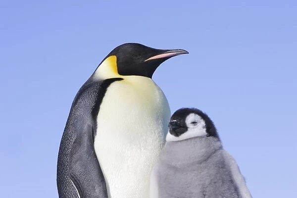 Emperor Penguin - adult with chick. Snow hill island - Antarctica