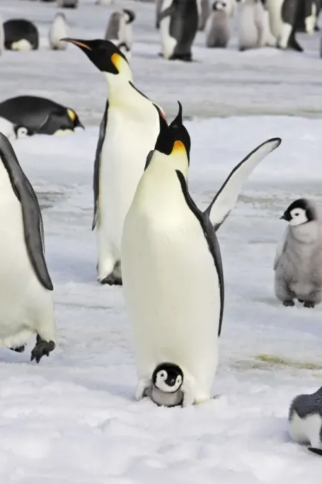 Framed Print : Emperor Penguin - adult with chick. Snow hill island - Antarctica Framed Print : Emperor Penguin - adult with chick. Snow hill island - Antarctica