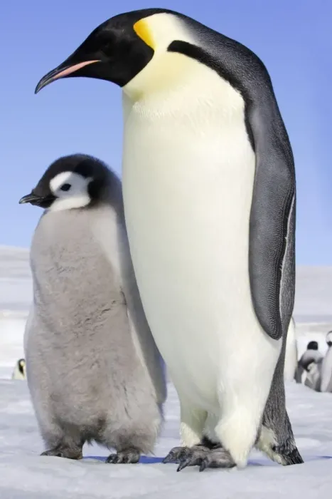 Framed Print : Emperor Penguin - adult and chick. Snow hill island - Antarctica Framed Print : Emperor Penguin - adult and chick. Snow hill island - Antarctica