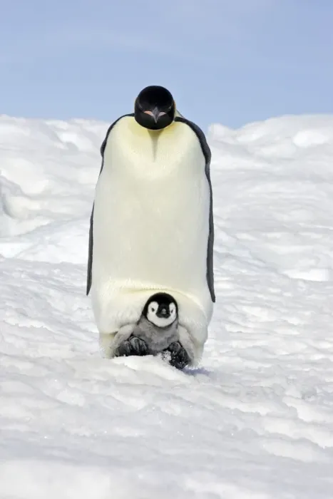 Framed Print : Emperor Penguin - adult with chick. Snow hill island - Antarctica Framed Print : Emperor Penguin - adult with chick. Snow hill island - Antarctica