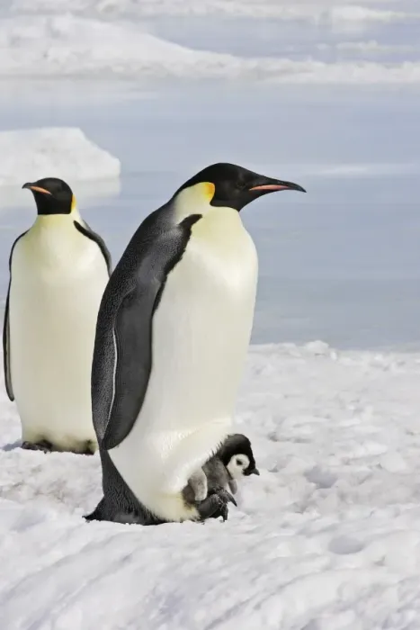 Framed Print : Emperor Penguin - adult and chick. Snow hill island - Antarctica Framed Print : Emperor Penguin - adult and chick. Snow hill island - Antarctica