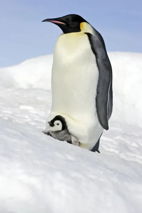 Framed Print : Emperor Penguin - adult and chick. Snow hill island - Antarctica Framed Print : Emperor Penguin - adult and chick. Snow hill island - Antarctica