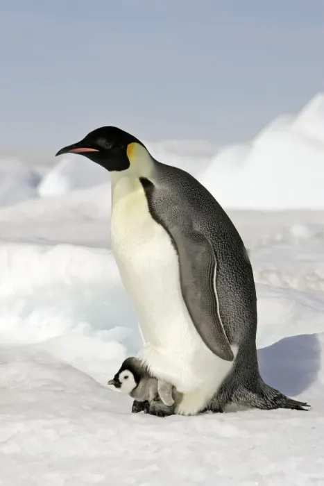 Framed Print : Emperor Penguin - adult and chick. Snow hill island - Antarctica Framed Print : Emperor Penguin - adult and chick. Snow hill island - Antarctica