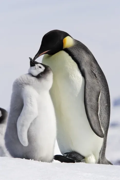 Framed Print : Emperor Penguin - adult and chick. Snow hill island - Antarctica Framed Print : Emperor Penguin - adult and chick. Snow hill island - Antarctica