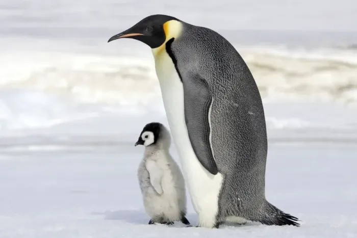 Framed Print : Emperor Penguin - adult with chick. Snow hill island - Antarctica Framed Print : Emperor Penguin - adult with chick. Snow hill island - Antarctica