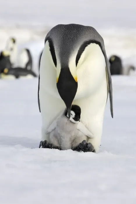 Framed Print : Emperor Penguin - adult with chick. Snow hill island - Antarctica Framed Print : Emperor Penguin - adult with chick. Snow hill island - Antarctica