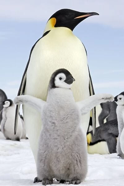 Emperor Penguin - adult with chick stretching wings. Snow hill island - Antarctica