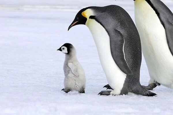 Emperor Penguin - adult with chick walking. Snow hill island - Antarctica