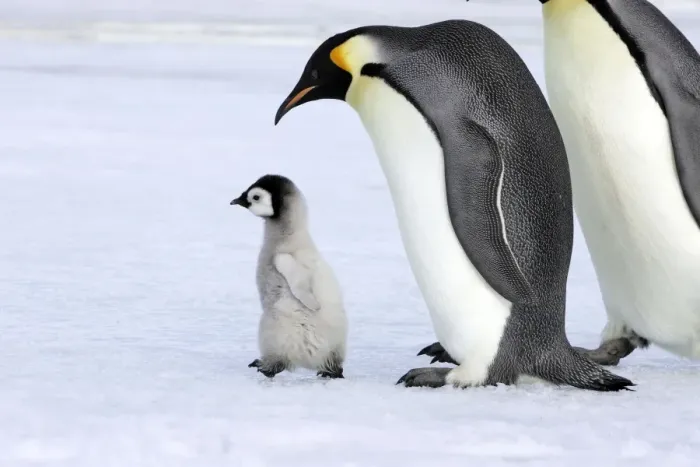 Framed Print : Emperor Penguin - adult with chick walking. Snow hill island - Antarctica Framed Print : Emperor Penguin - adult with chick walking. Snow hill island - Antarctica