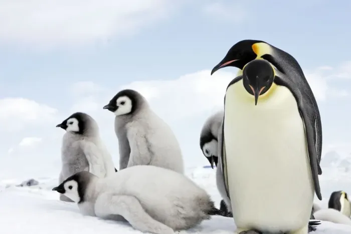 Framed Print : Emperor Penguin - adult with chicks. Snow hill island - Antarctica Framed Print : Emperor Penguin - adult with chicks. Snow hill island - Antarctica