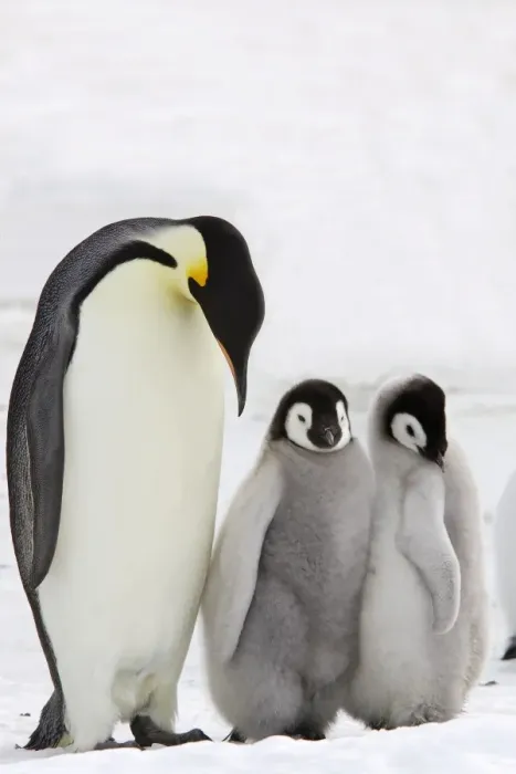 Framed Print : Emperor Penguin - adult and chicks. Snow hill island - Antarctica Framed Print : Emperor Penguin - adult and chicks. Snow hill island - Antarctica