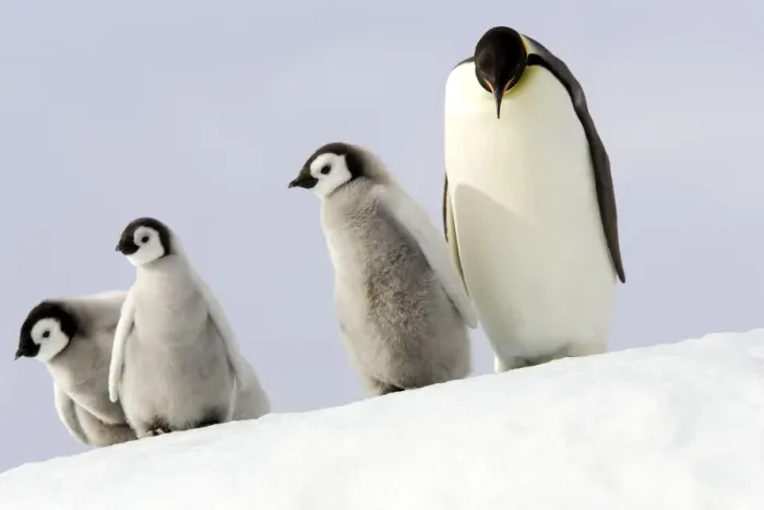 Framed Print : Emperor Penguin - adult and three chicks. Snow hill island - Antarctica Framed Print : Emperor Penguin - adult and three chicks. Snow hill island - Antarctica