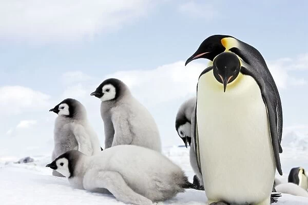 Emperor Penguin - adult with chicks. Snow hill island - Antarctica