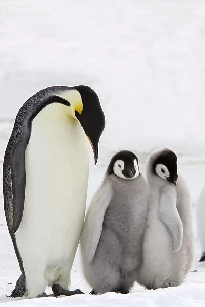 Emperor Penguin - adult and chicks. Snow hill island - Antarctica
