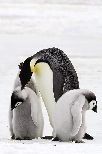 Emperor Penguin - adult and chicks. Snow hill island - Antarctica