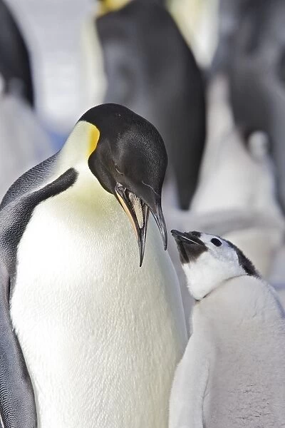 Emperor Penguin - adult about to feed begging chick. Snow hill island - Antarctica